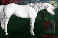 Horse Color:Gray White Spotted Bay