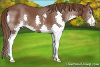 Horse Color:Liver Chestnut Splash 