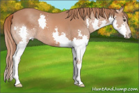 Horse Color:Liver Chestnut Splash 