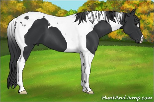 Horse Color: Black Tobiano 