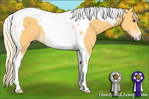 Horse Color: Palomino Tobiano 
