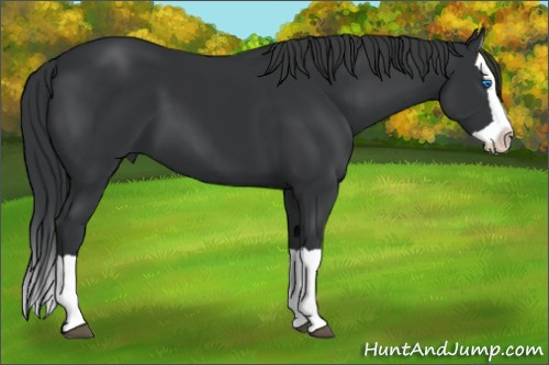 Horse Color: Brown Splash 