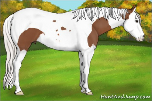 Horse Color: Silver Bay Splash Tobiano 