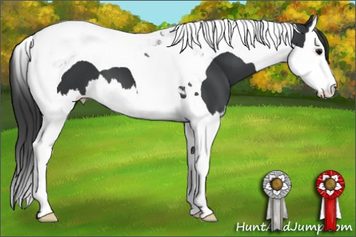 Horse Color: Black Splash Tobiano 