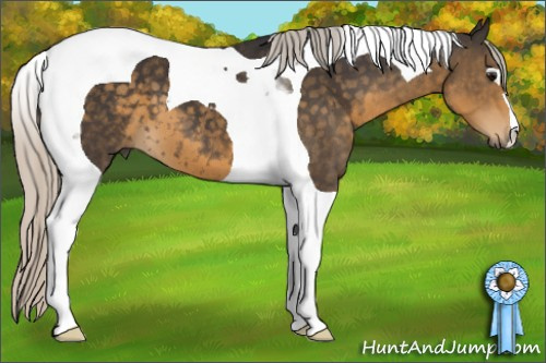 Horse Color: Silver Smoky Black Tobiano 