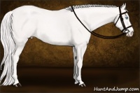 Horse Color:Cremello 