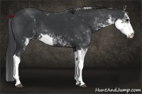 Horse Color:Black Sabino 