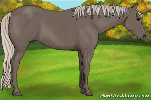 Horse Color: Silver Black 