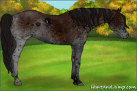 Horse Color:ERROR: UNKNOWN ANOMALY
