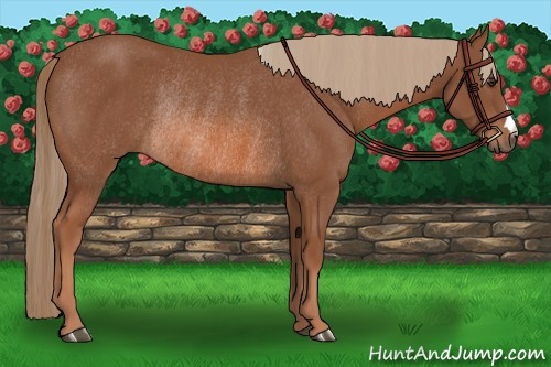Horse Color: Chestnut Rabicano 