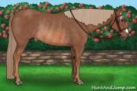 Horse Color:Chestnut Rabicano 