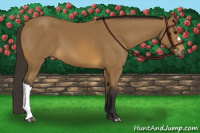 Horse Color:Buckskin 
