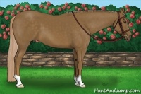 Horse Color:Chocolate Palomino 