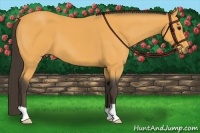 Horse Color:Buckskin 