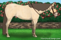 Horse Color:Amber Cream Champagne Roan 