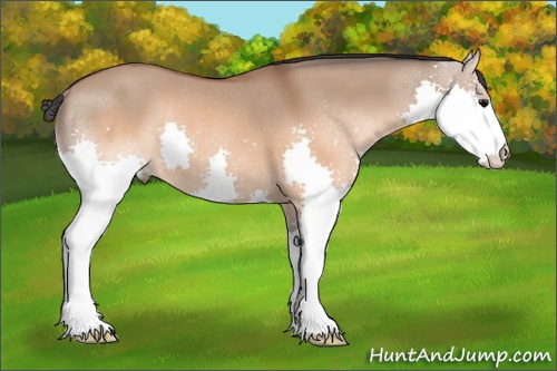 Horse Color: Brown Dun Splash Rabicano 
