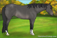 Horse Color:Blue Roan 