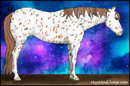 Horse Color: Chestnut Near Leopard 