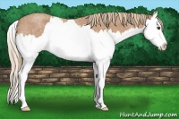 Horse Color:Red Roan Splash 