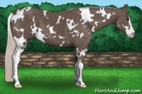 Horse Color:White Spotted Silver Black Sabino 