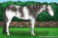 Horse Color:White Spotted Smoky Black 