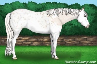 Horse Color:Silver Bay Roan Dun Splash Appaloosa