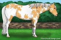 Horse Color:White Spotted Silver Buckskin 