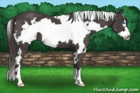 Horse Color:White Spotted Smoky Black Frame 