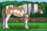 Horse Color:White Spotted Buckskin Sabino 