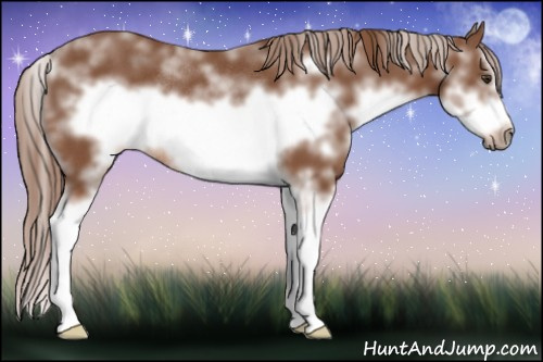 Horse Color: Chestnut Sabino Splash Frame Rabicano 
