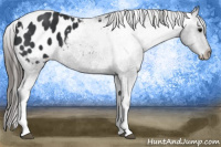 Horse Color:Black Tobiano Appaloosa 