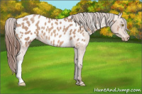 Horse Color:Amber Champagne Appaloosa 