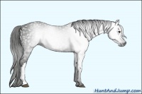 Horse Color:Gray Smoky Black 