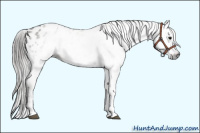 Horse Color:Gray White Spotted Grullo Appaloosa 