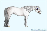 Horse Color:Gray Bay Sabino