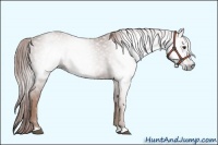 Horse Color:Gray Chestnut Rabicano 