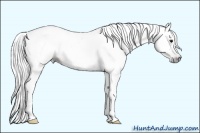 Horse Color:Gray Bay 