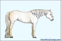 Horse Color:Gray Palomino