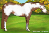 Horse Color:Liver Chestnut Frame 