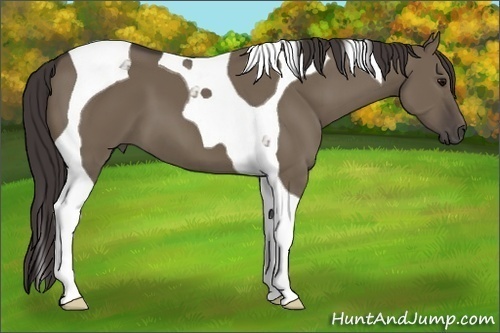 Horse Color: Smoky Grullo Tobiano 