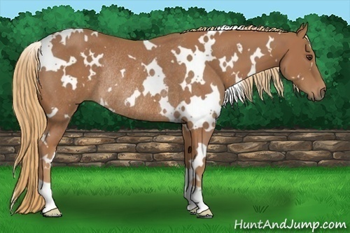 Horse Color: White Spotted Chestnut Rabicano 