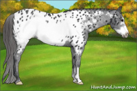 Horse Color:Black Frame Appaloosa Rabicano