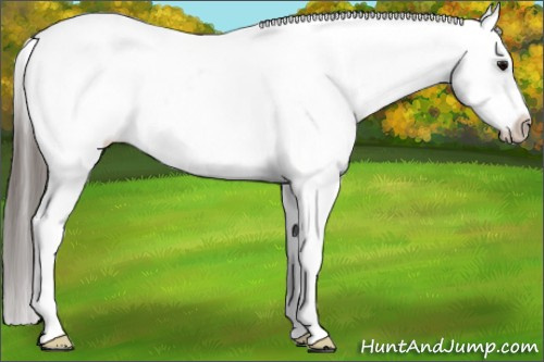 Horse Color:White Spotted Black Frame Appaloosa 