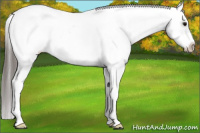Horse Color:White Spotted Black Frame Appaloosa