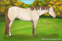 Horse Color:Bay Pearl Dun Sabino