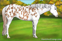 Horse Color:Red Roan Appaloosa 