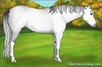 Horse Color:Gray Brown Splash 