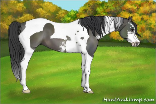Horse Color: Black Sabino Tobiano 
