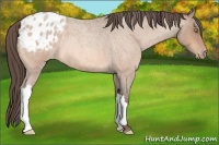 Horse Color:Amber Champagne Roan Appaloosa 