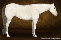 Horse Color:Classic Cream Champagne Ice Roan Dun 